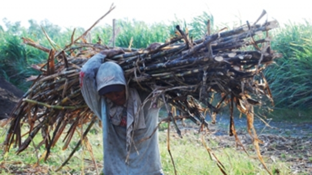 BOOSTING. The Sugarcane industry is about to get some help from the government. photo from www.gov.ph