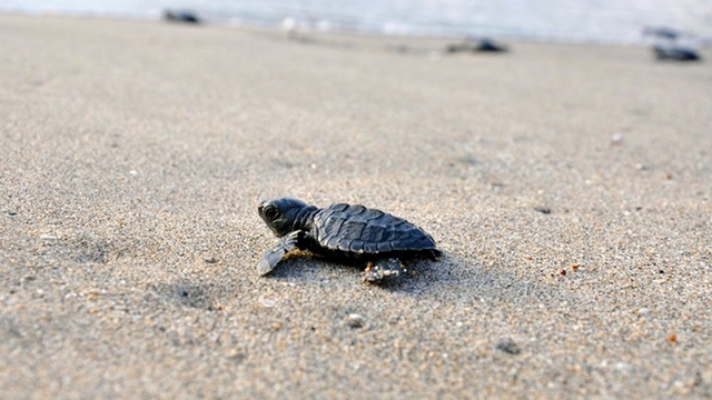 SEASHORE SPECIES. Olive Ridley sea turtles (Lepidochelys olivacea) are some of the species nesting on West Philippine Sea shores. File photo by WWF-Philippines/Gregg Yan