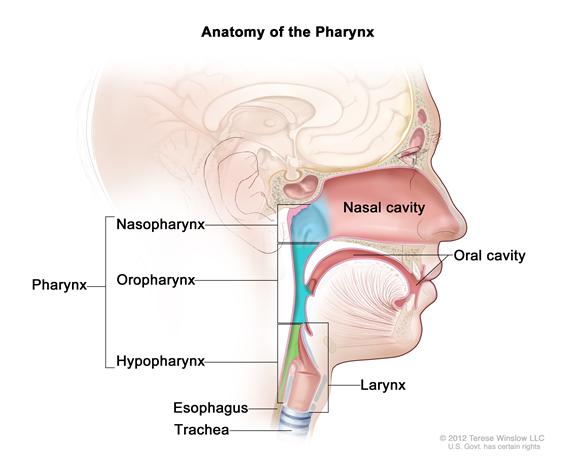 BOTTOM PHARYNX. The hypopharynx, the bottom part of the pharynx or throat, is important in guiding food and saliva to the esophagus, then the stomach. Diagram courtesy of cancer.gov