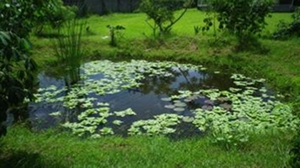 FIGHTING FLOODS. Ramon Magsaysay awardee Antonio Oposa Jr urges Filipinos to build ponds like this, which is in a vacant lot near his house, to prevent flooding in their communities