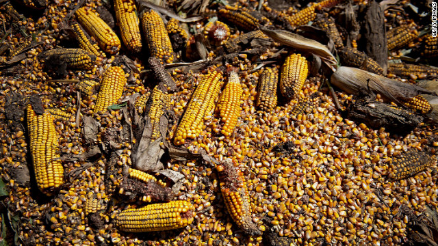 Extreme heat, drought ravage Midwest - The drought has had a negative impact on corn in Le Roy, Illinois. The hottest year on record is expected to drive up food prices by 2013 due to lower crop harvests. - Getty Images