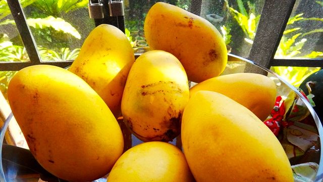 SWEET SURRENDER. Sweet and ripe mangoes are not just a treat but a must in your summer diet
