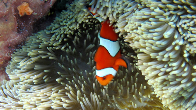 FINDING NEMO. A colorful marine sanctuary makes Kagusuan even more of a winner. Photo by Eileen Campos