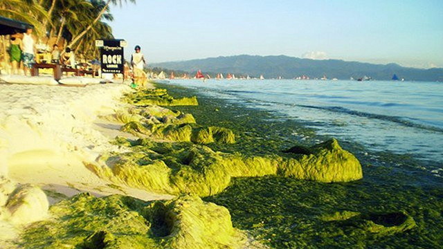 CONTAMINATION. A boom in algae growth points to the water pollution in Boracay. Photo from Tumblr (HappyDabbles) 