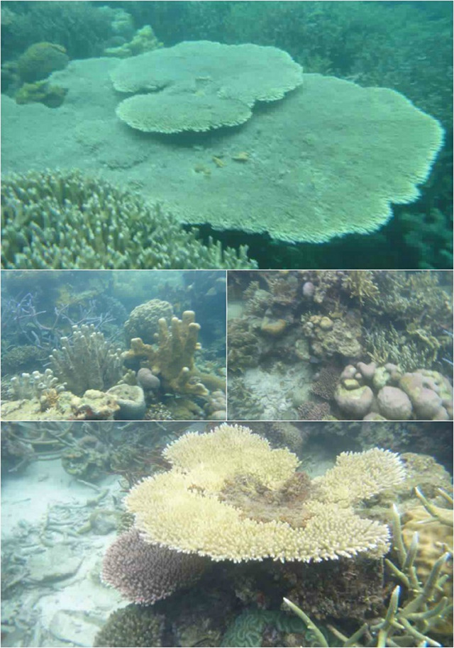 CORAL GARDEN. A glimpse of massive corals in the underwater garden of Coron. Photo courtesy of Dos Ocampo