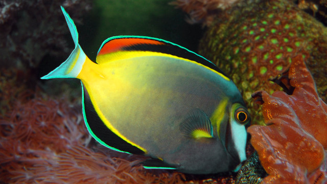 REEF SAVIOR. A White-cheeked Surgeonfish (Acanthurus japonicas) unknowingly assists in the recovery of the Tubbataha Reef