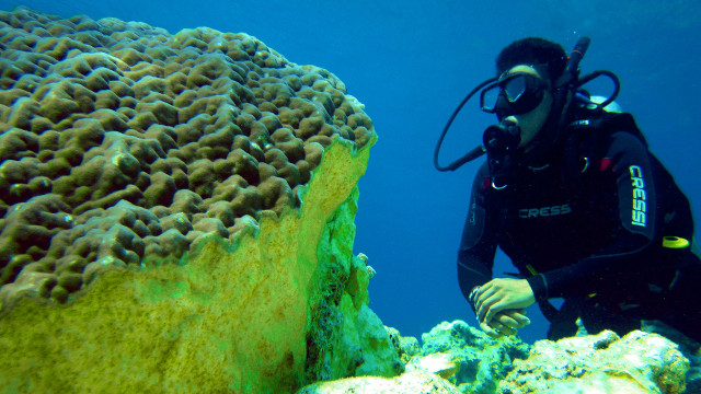 DAMAGED. A diver surveys the damage done by the grounding of FV Min Long Yu to a 500-year-old Porites Coral