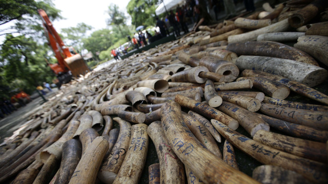 CRUSHING CRIME. A road roller destroys elephant tusks that have been seized from illegal shipments since 2009 and are kept in storage at the Protected Areas and Wildlife Bureau-Department of Environment and Natural Resources (PAWB-DENR) in Quezon City. Photo courtesy of EPA