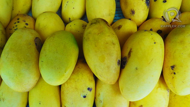 SWEETEST OF THEM ALL. Guimaras is known to grow the country’s sweetest mangoes