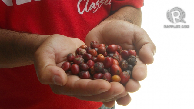 FRESHLY-HARVESTED. At this phase, the red coffee cherries already look enticing