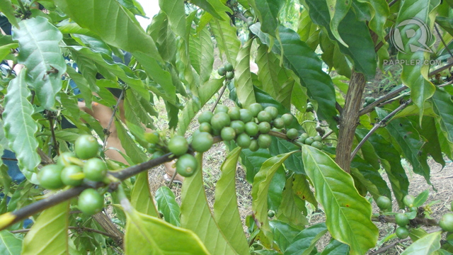 THINK GREEN. Green coffee cherries