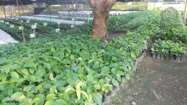 WHERE IT BEGINS. Coffee seedlings at the Nestle Coffee Plantlet Productions and Training Center  