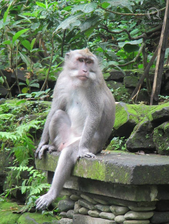 CALM HOST. A resident of Ubud's monkey forest