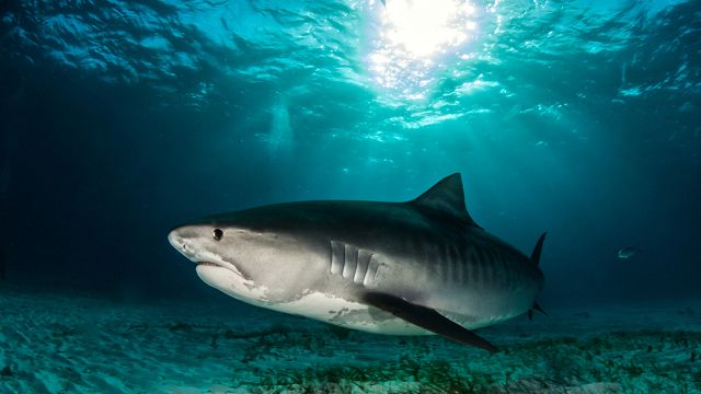 SAVE THEM! YAY OR NAY? Sea Shepherd says sharks are being depleted faster than they can reproduce, threatening the stability of marine ecosystems around the world