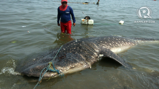 WASHED UP. A whale shark, an uncommon sight in Cavite waters, is found dead on the shore of Manila Bay in Tanza, Cavite. All photos by Arcel Cometa