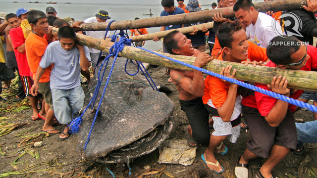 MYSTERY. The Bureau of Fisheries and Aquatic Resources has yet to find out how the whale shark died