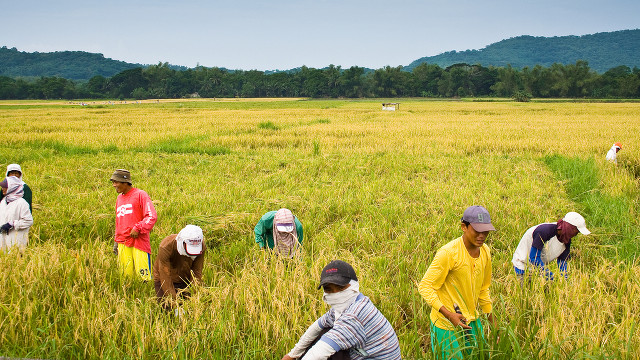 A HELPING HAND. Agriculture Secretary Proceso Alcala says the department aims to provide more infrastructure and facilities in rice production to help make Philippine rice more competitive