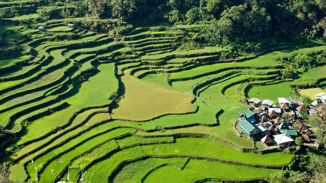WORLD HERITAGE TREASURE. Cordillera rice being shipped to the US may become ambassadors for the Cordillera rice terraces