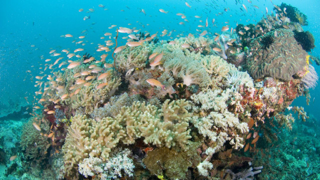 BIODIVERSITY HOT SPOT. In 2004, scientists declared the Verde Island Passage between Batangas and Mindoro the center of the coral triangle. Photo from Conservation.org