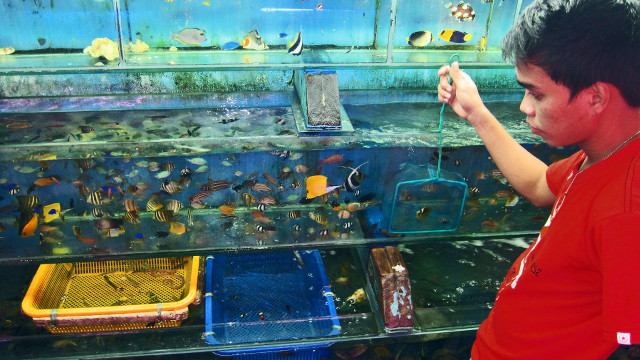 DEADLY HOBBY. A shop attendant dutifully inspects a holding tank of brightly-hued butterfly, angel and surgeonfish, most of which will die within a year
