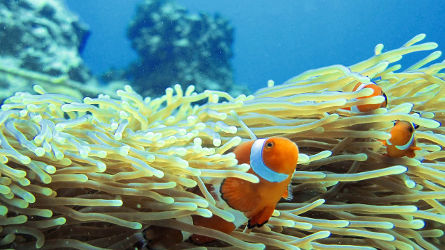 WHERE IS NEMO? In the 5 years since 'Finding Nemo' aired, rising demand for the aquarium trade has   forced some clownfish populations to decline by as much as 75%. All photos by Gregg Yan