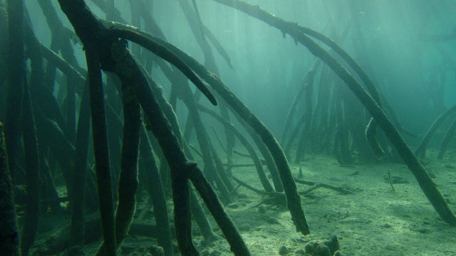 CARBON SEQUESTRATION. The massive root system of mangroves prevents large amounts of carbon from getting released into the atmosphere as carbon emissions