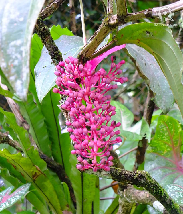 MAGNIFICENT. Discovered in 1850, the Medinilla magnifica is a flower endemic to the Philippines and is one of Mount Makiling's highlights