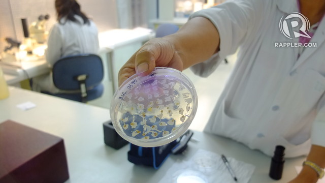 SCIENCE FOR AGRICULTURE. A scientist in a laboratory in the International Rice Research Institute holds out a dish of genetically-modified rice, in this case, iron-enriched