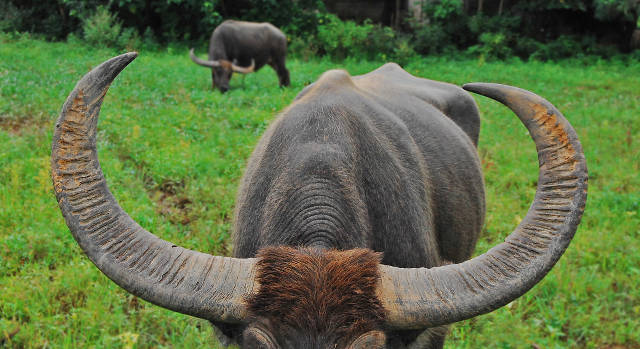 CURVED HORNS. In contrast, carabao horns have a C or half-moon shape and are much longer – ranging from 24 to 60 inches. Photo by Gregg Yan/WWF)