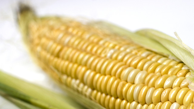 EUROPE'S CORN. One day, will all corn in Europe be genetically-modified?
