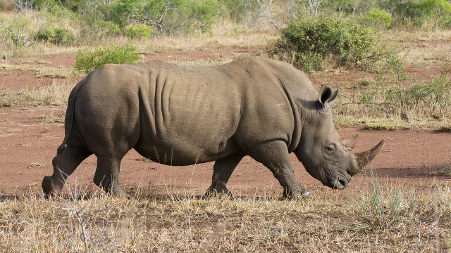 HUNTED. Rhinos continue to be illegally poached for their precious horns used for traditional medicine in Asia