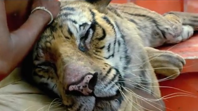 'LIFE OF PI'. The Bengal tiger which is central to the movie reportedly nearly drowned. Screen grab from the film's trailer