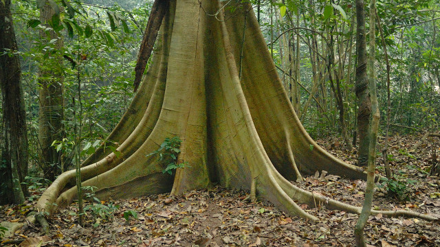NEEDS PROTECTION. Dipterocarp trees are felled for their durable wood used to make furniture and construction materials