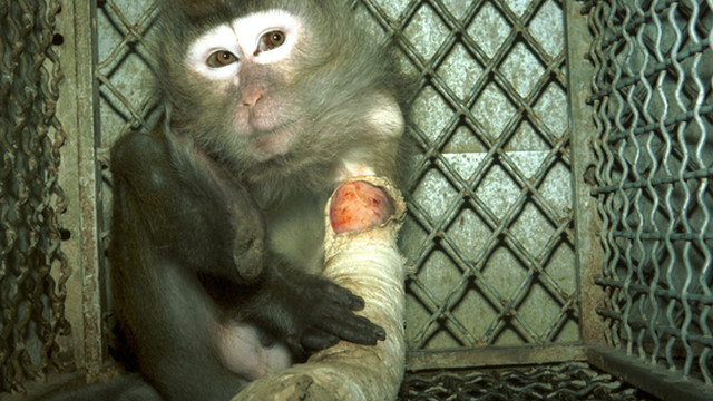 LAST FLIGHT. Monkeys are transported via airplane to laboratories for experiments that often leave them injured. Photo from Change.org