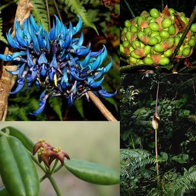EXOTIC FLORA. From top left clockwise, Jade vine, Cycas riuminiana, Hoya Madulidi, Amorphophallus adamsensis are just some of the rare flora you will see in Adams forest. Photos by Michael Calarama
