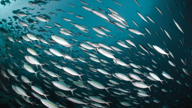 SUMBER DAYA YANG LUAS.  Penangkapan ikan yang berlebihan mengancam kelimpahan lautan dan pada akhirnya ketahanan pangan bagi manusia.  Foto milik Oceana