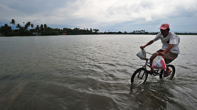 A man and his bicycle seem to float on water as the road is submerged in flood including the vast ricefield behind him. Photo courtesy of IRRI