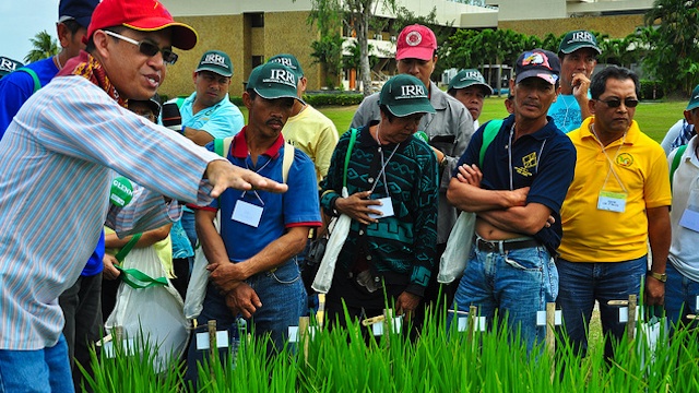 Dr. Glenn Gregorio, IRRI scientist, discusses to farmers rice plants being tested for stress-tolerance during the Farmers' Field Day held at the International Rice Research Institute on February 28, 2011. Photo courtesy of IRRI