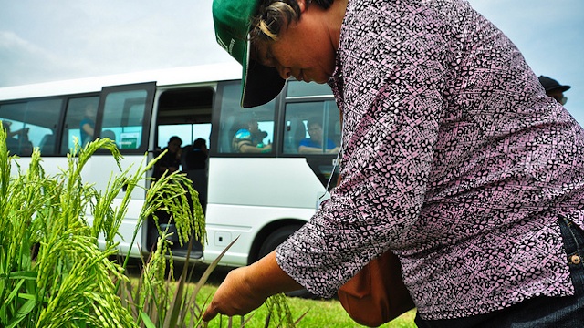 A farmer looks at rice plants during the field tour at the Farmers' Field Day held at the International Rice Research Institute on February 28, 2011. Photo courtesy of IRRI