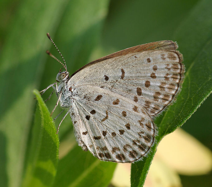 Pale grass blue butterfly. FIle photo via Wikipedia/Laitche