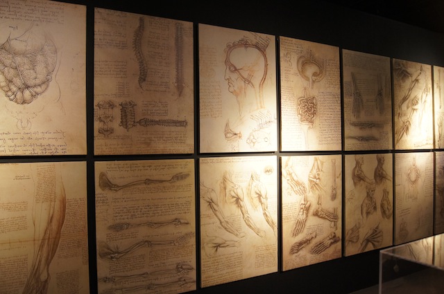 HUMAN ANATOMY. A row of images highlighting Da Vinci's anatomical drawings. Photo courtesy Mind Museum