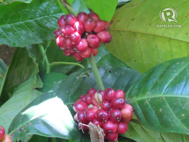 LOCAL BREW.  Try out different types of coffee from coffee farms all over the island.
