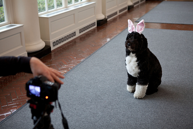 EASTER BO. Here's a recently-released photo of Bo, the Obama family's dog. Here Bo is being videotaped for the Easter Egg Roll. Official White House Photo by Sonya N. Hebert