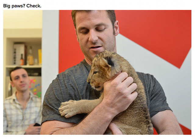 One day this baby lion went visited the BuzzFeed because why not? We at Rappler are planning our own fuzzy creature visit. Our bosses just don't know it yet.