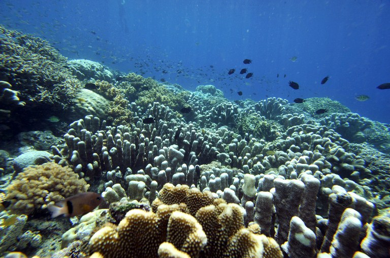 Fish swim in the coral reef of Bunaken Island national marine park in northern Sulawesi on May 14, 2009. AFP PHOTO/ROMEO GACAD