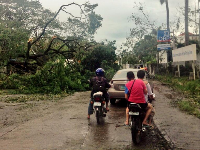 DAMAGE. Century-old Acacia trees uprooted in Burgos Ave., Cabanatuan. Photo by Jeoff Laura