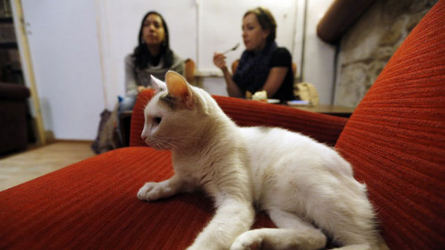ARMCHAIR CAT. The Cafe des chats in Paris. Photo: Francois Guillot/AFP