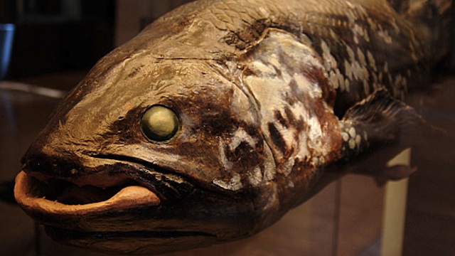 A stuffed coelacanth on display. Todd Huffman/Wikimedia Commons