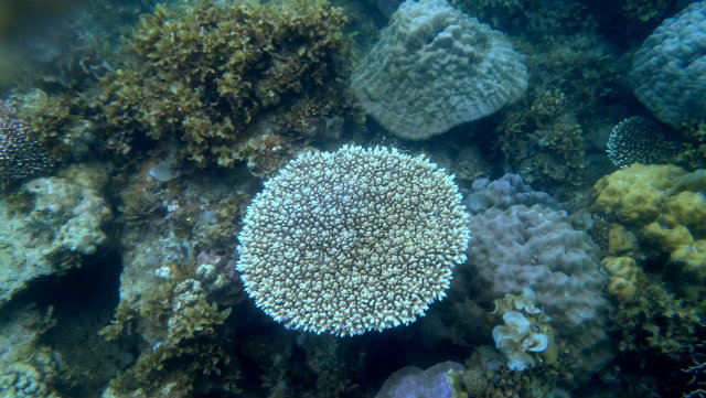 SAVE PALAWAN. Coral Reefs in Ulugan Bay. Photo by  PJ Santos/Kalikasan ST