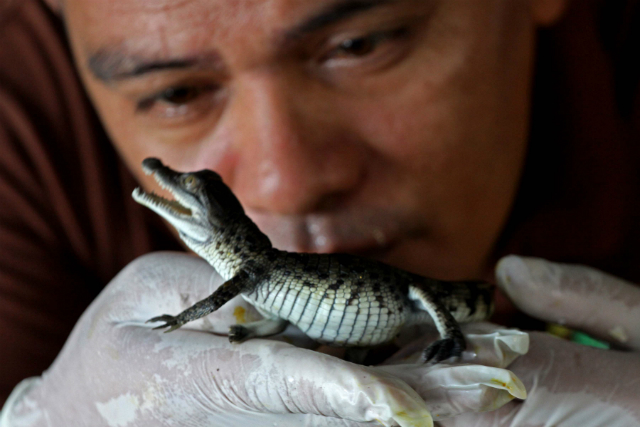 NEWLY-HATCHED. A caretaker at the Crocodile Park in Pasay City shows a newly hatched Philippine Crocodile. Photo by Arcel Cometa